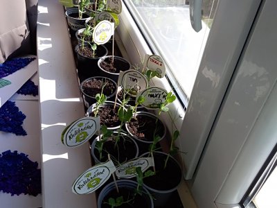 2.B - Naše hrášková plantáž